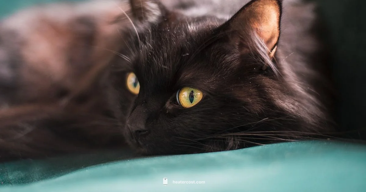 Cat Warmth Safety - Heater Cost