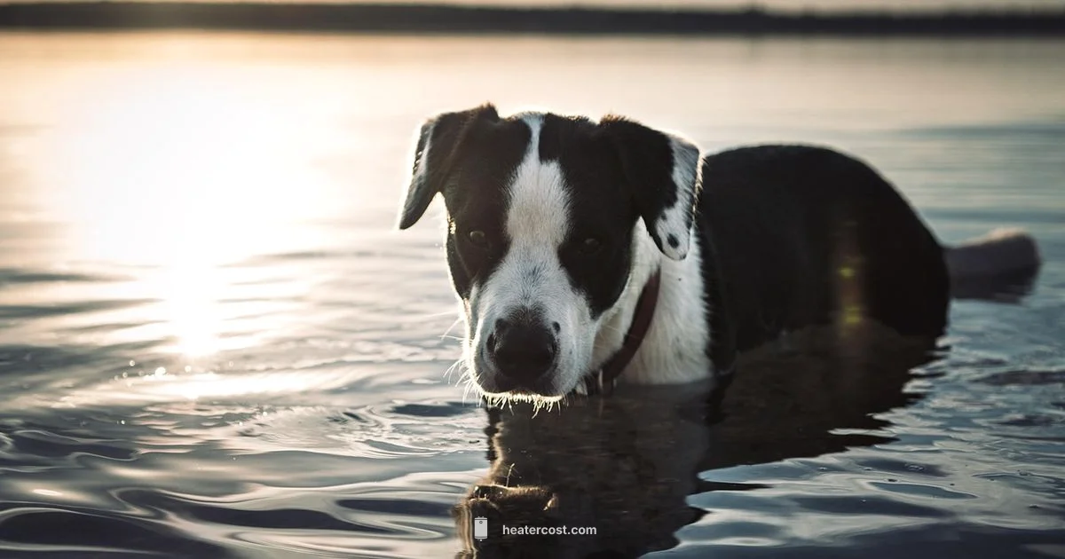 Dog-Warmth Outdoor - Heater Cost