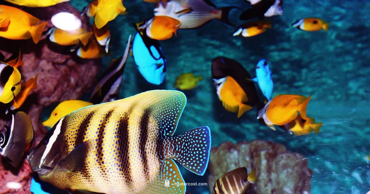 Aquarium Heater Guide - Heater Cost