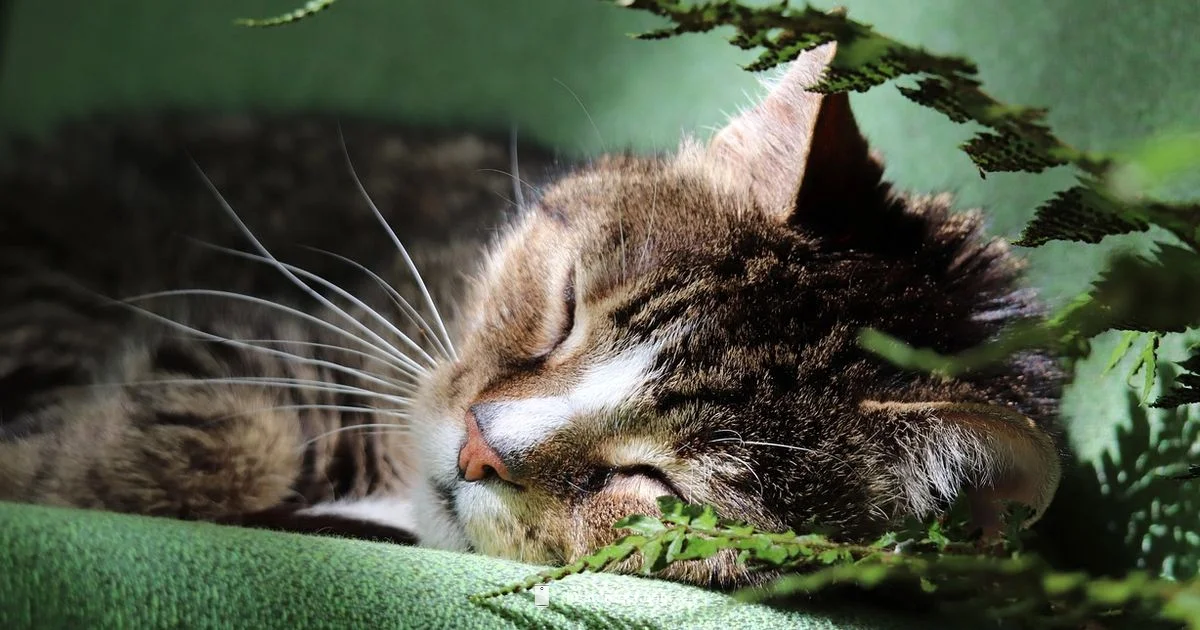 Cat Heat Safety - Heater Cost