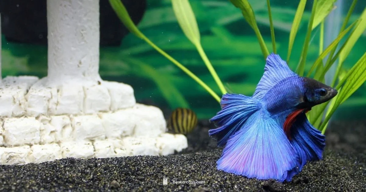 Betta Heater Guide - Heater Cost