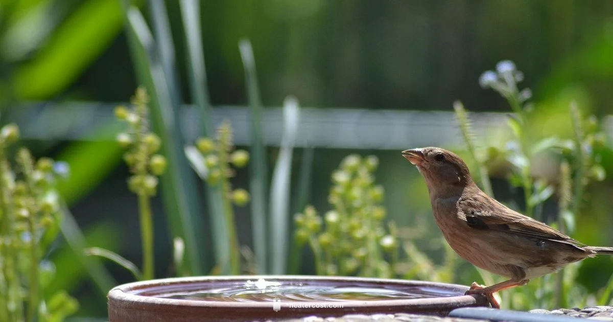Solar Bird Bath Heater - Heater Cost