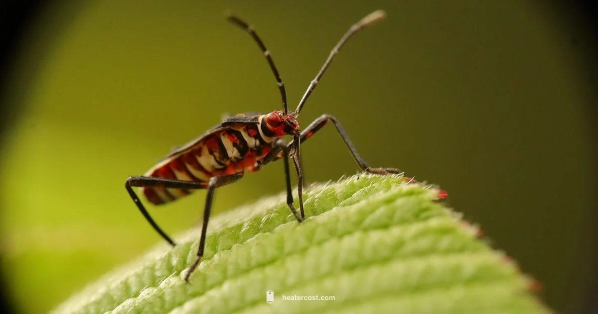 Bed Bug Heat Guide - Heater Cost