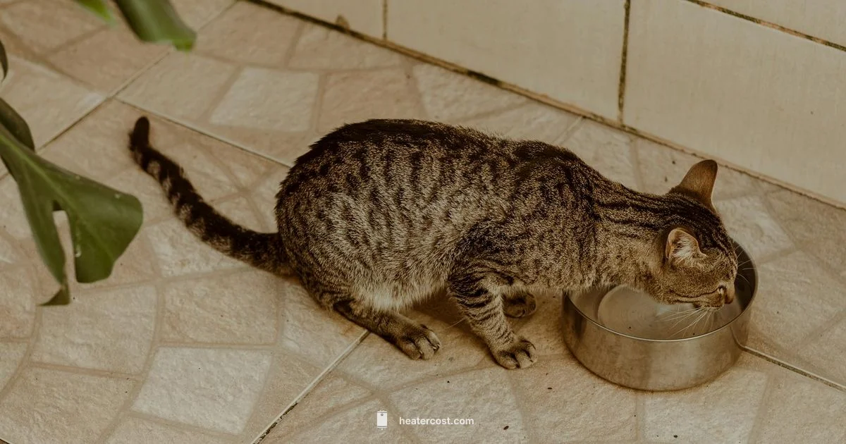 Water Bowl Heater - Heater Cost