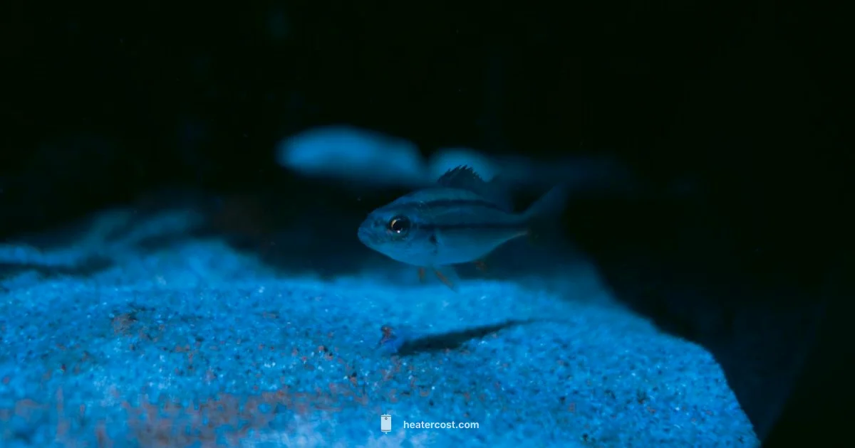 Top Aquarium Heaters - Heater Cost