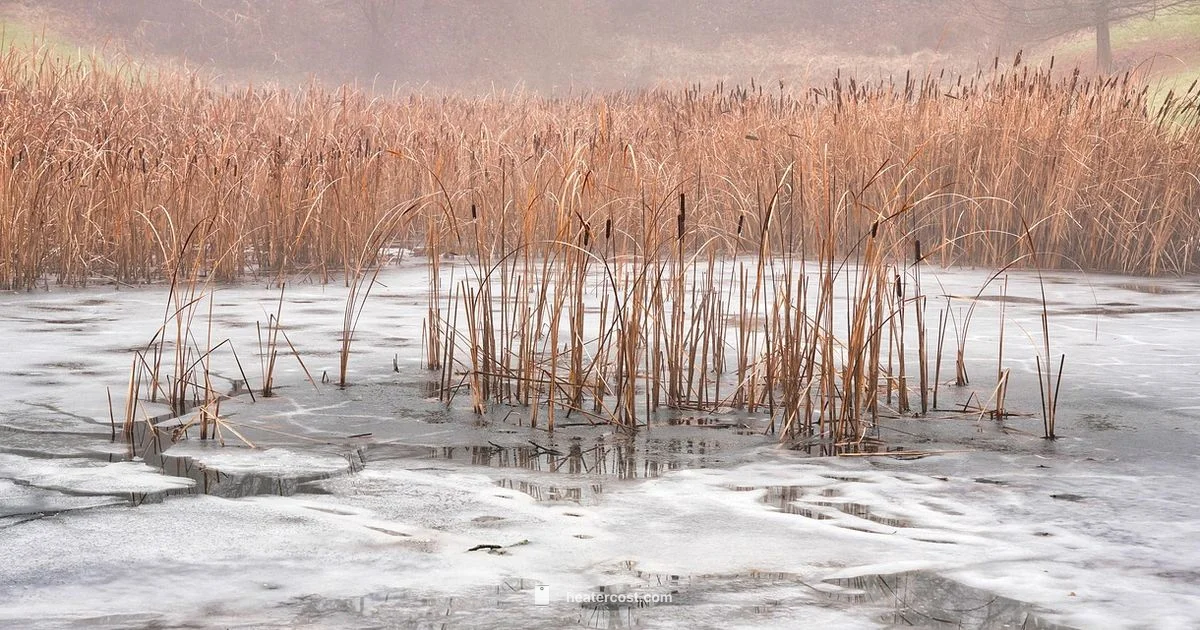 Pond Heater Guide - Heater Cost