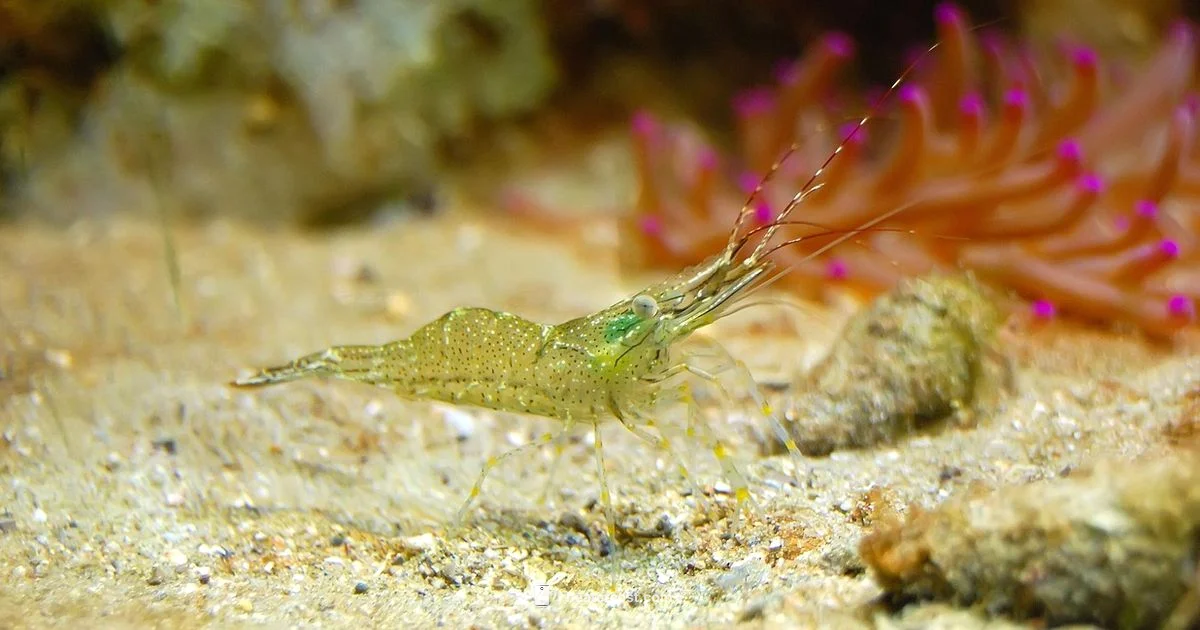 Shrimp Temperature - Heater Cost