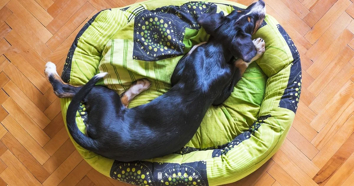 Safe Warmth for Pets - Heater Cost