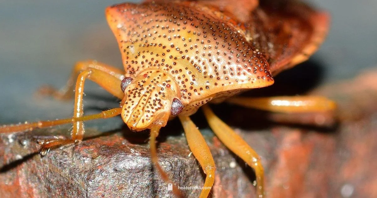 Heat Treatment for Bed Bugs - Heater Cost